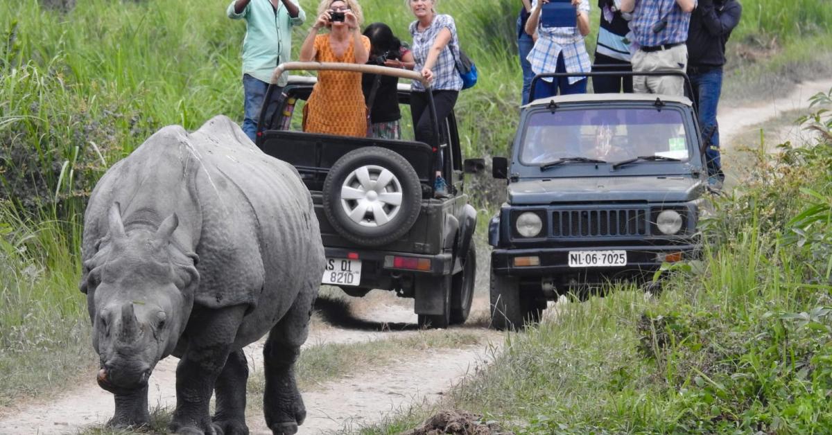 kaziranga rhino