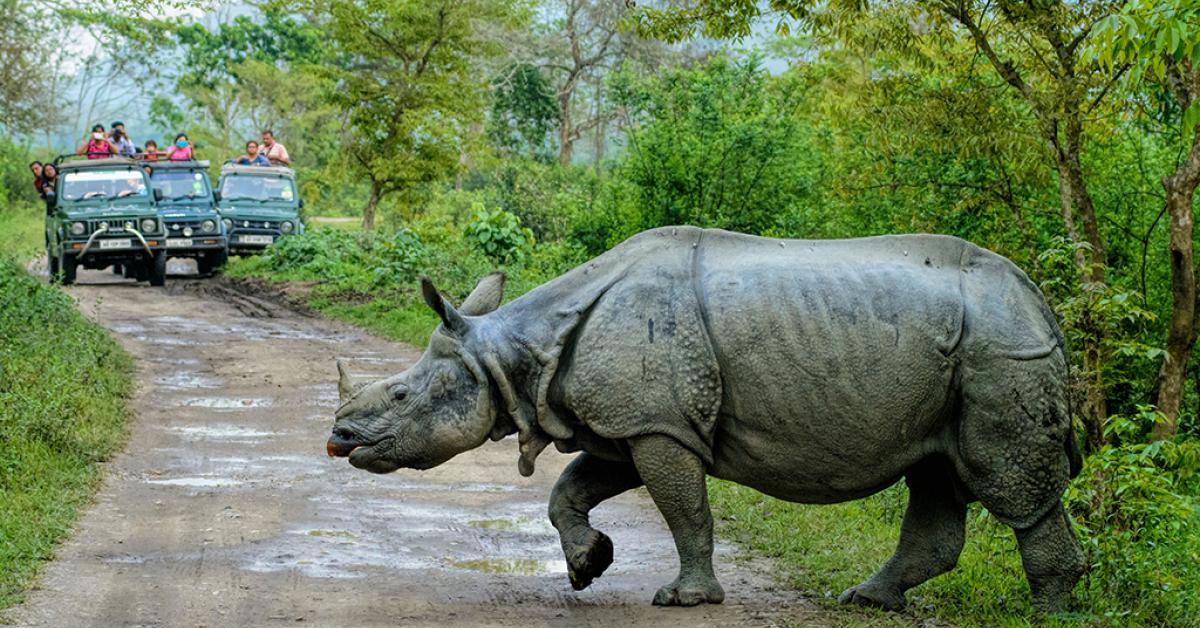 Kaziranga