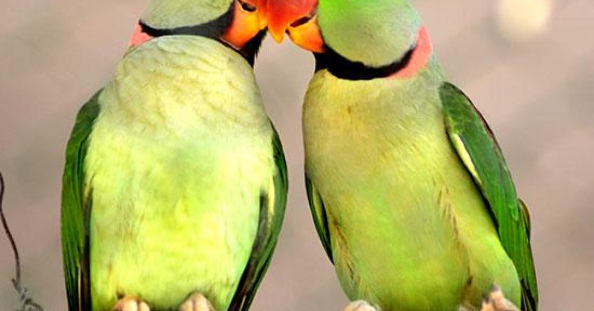 Pair Of Parrots