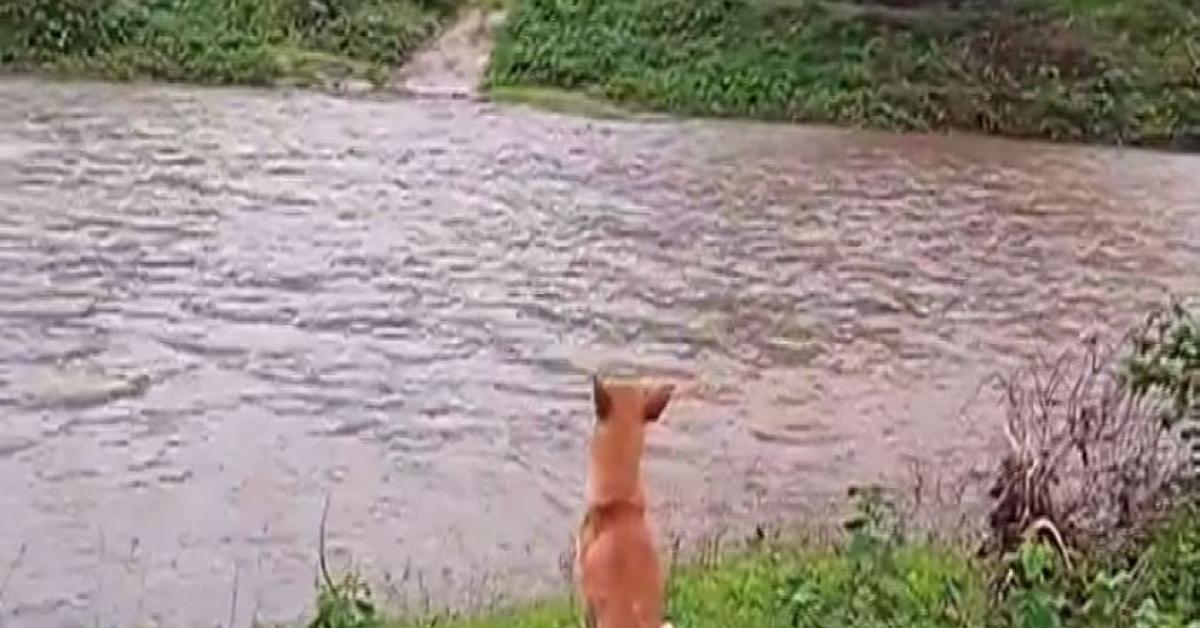 dewpani dog
