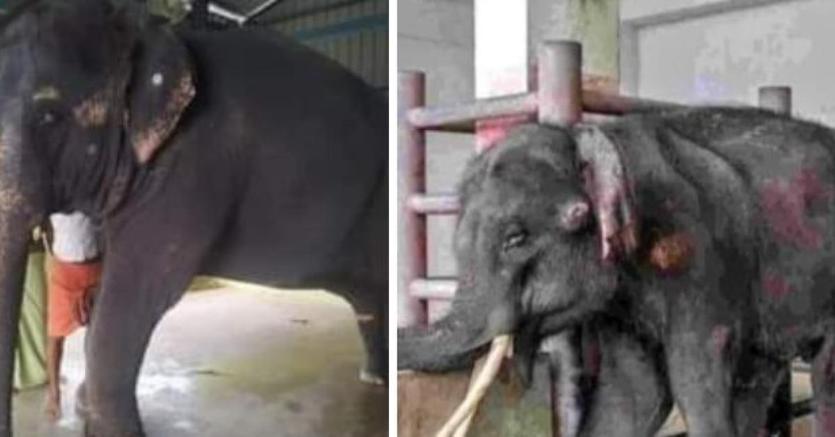 assam elephant jaymala recover 