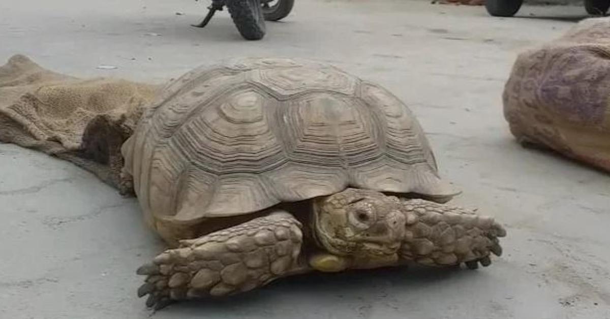 Tortoise