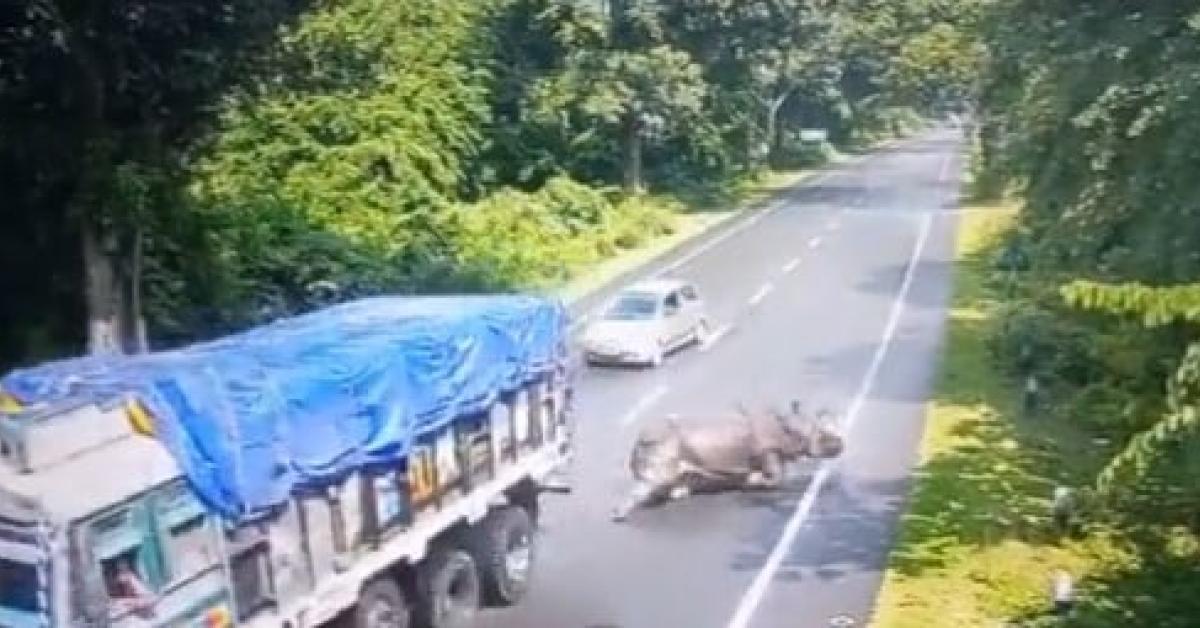 Kaziranga Rhino Accident