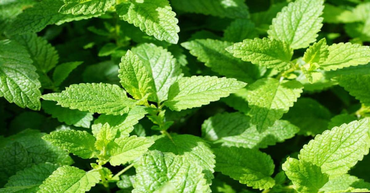 Mint Leaves