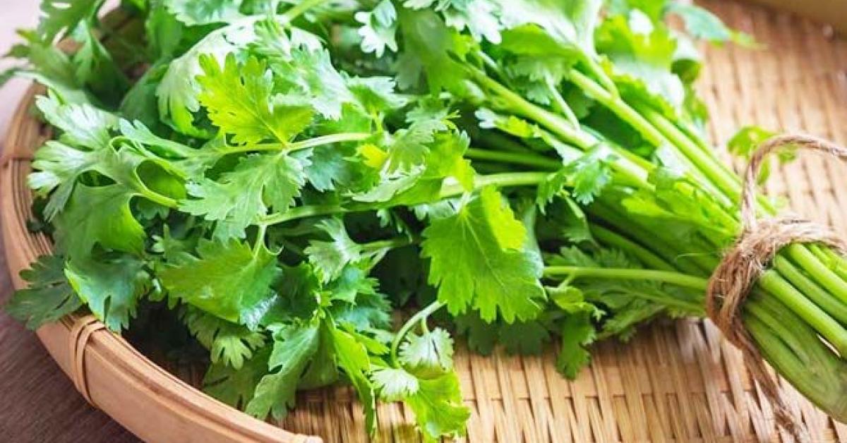 Coriander