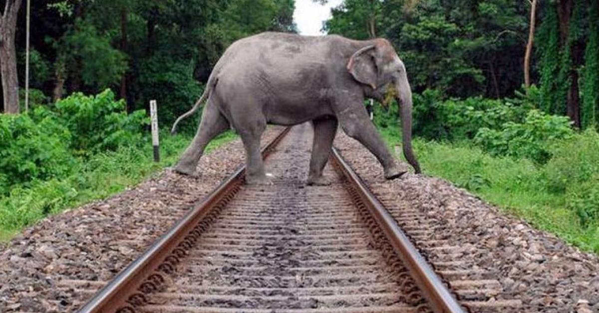Elephant