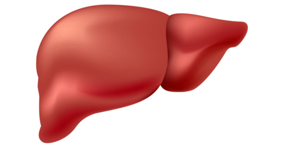 Liver