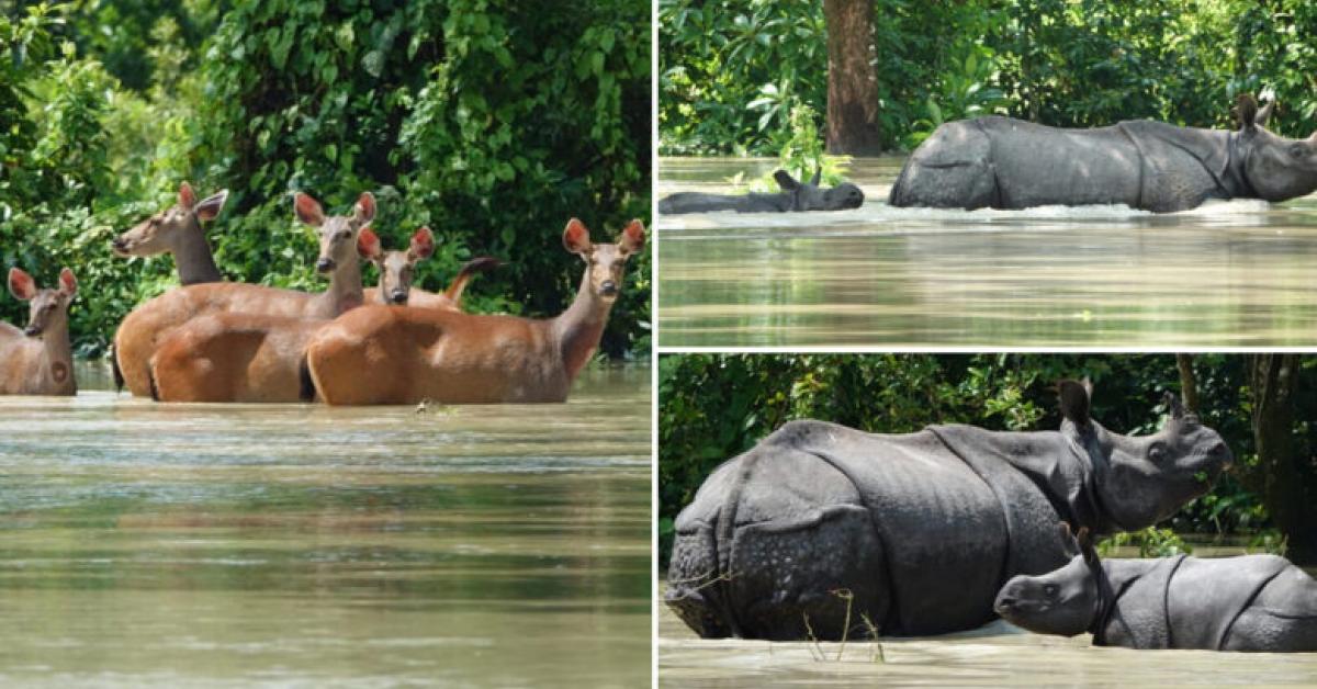 Assam Flood