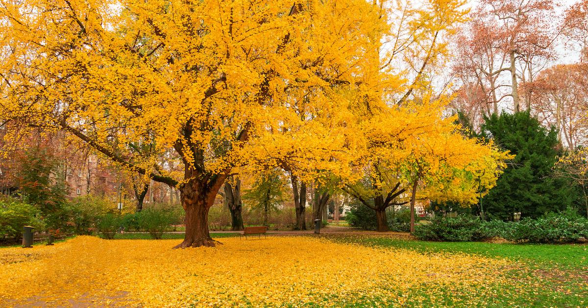 ginkgo tree