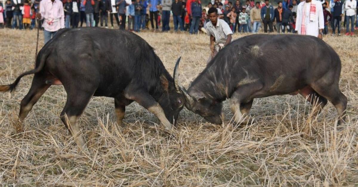 Buffalo fight