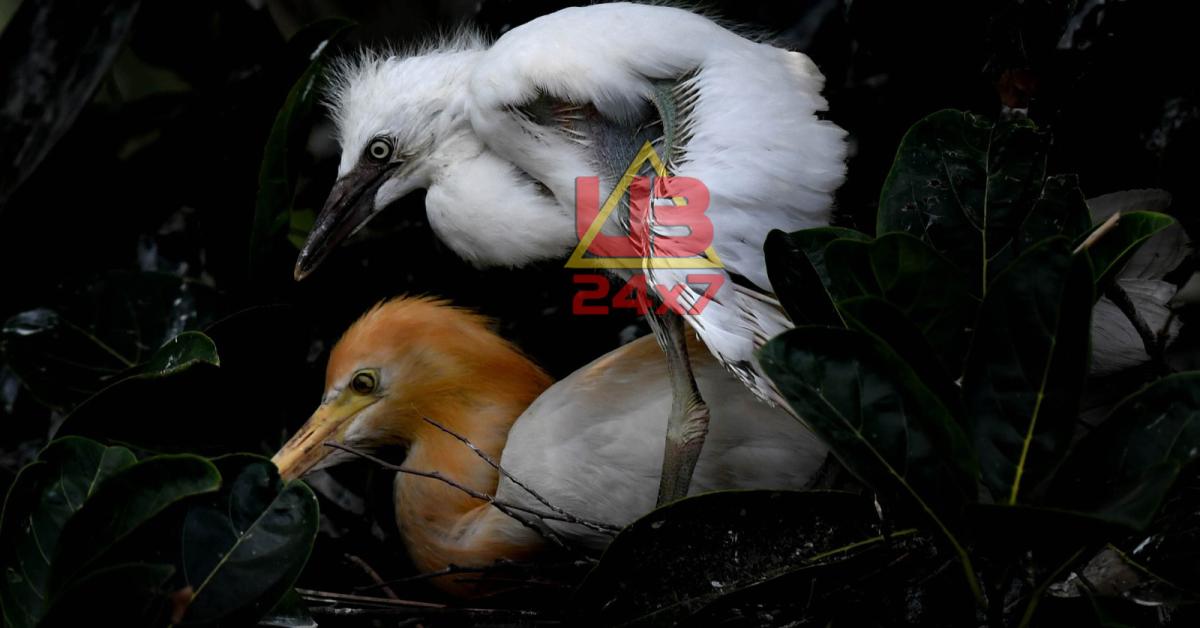 egrets