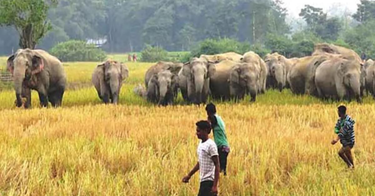 Elephant menace in rongapara