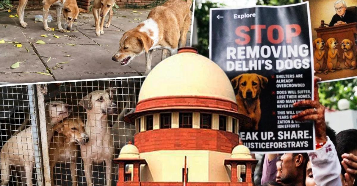 आवारा कुत्तों को हटाने के नियमों पर सुप्रीम कोर्ट की सुनवाई
