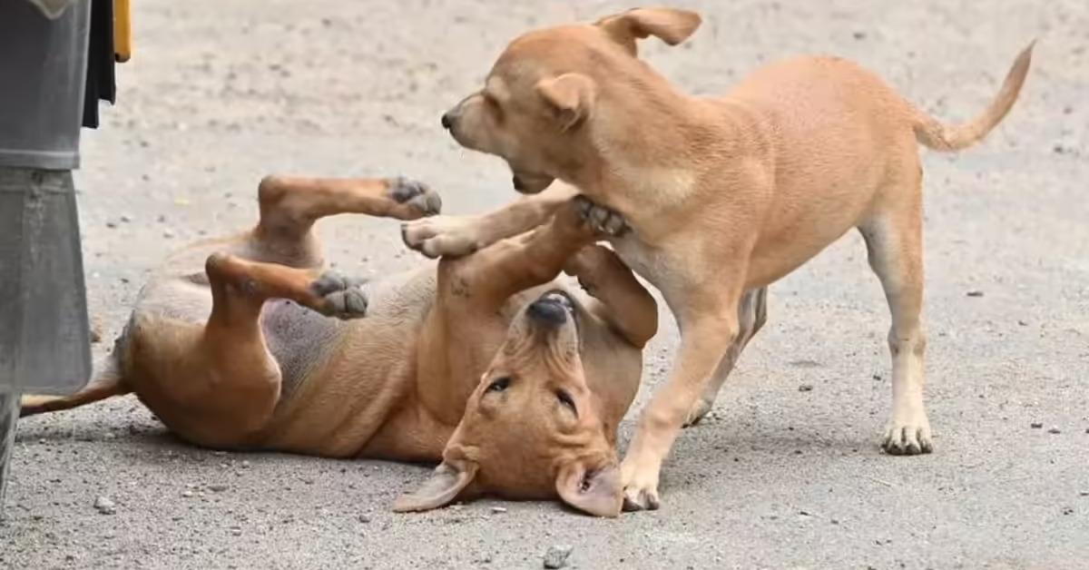  2. Safety First: GMC Directs Schools to Clear Stray Dogs as Dog Bite Cases Rise