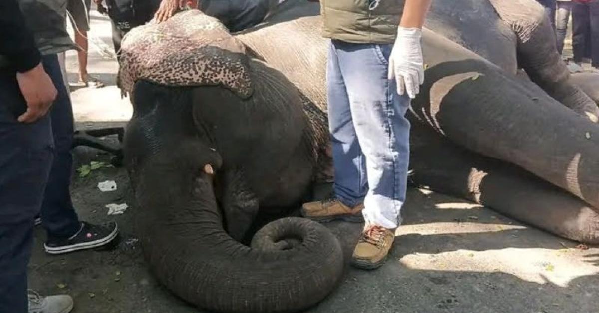 Assam: Kaziranga elephant dies after safari duty, renews calls to end tourist rides