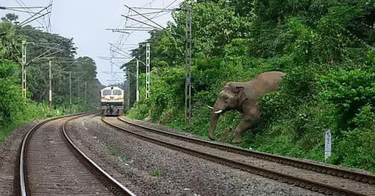 Assam Train Accident Rekindles Debate on Wildlife Safety Along Rail Tracks