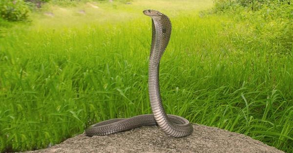 Assam Reports First Confirmed Survival After King Cobra Bite in Kamrup’s Boko