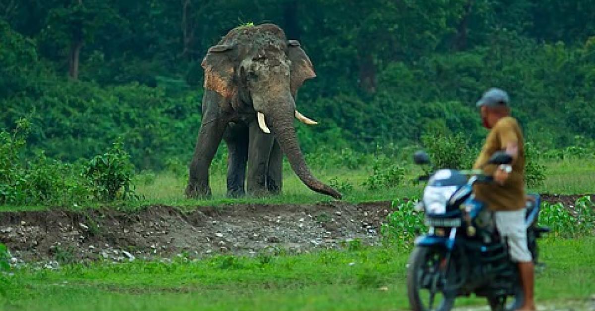Assam, Meghalaya Villagers Unite to Tackle Human-Elephant Conflict