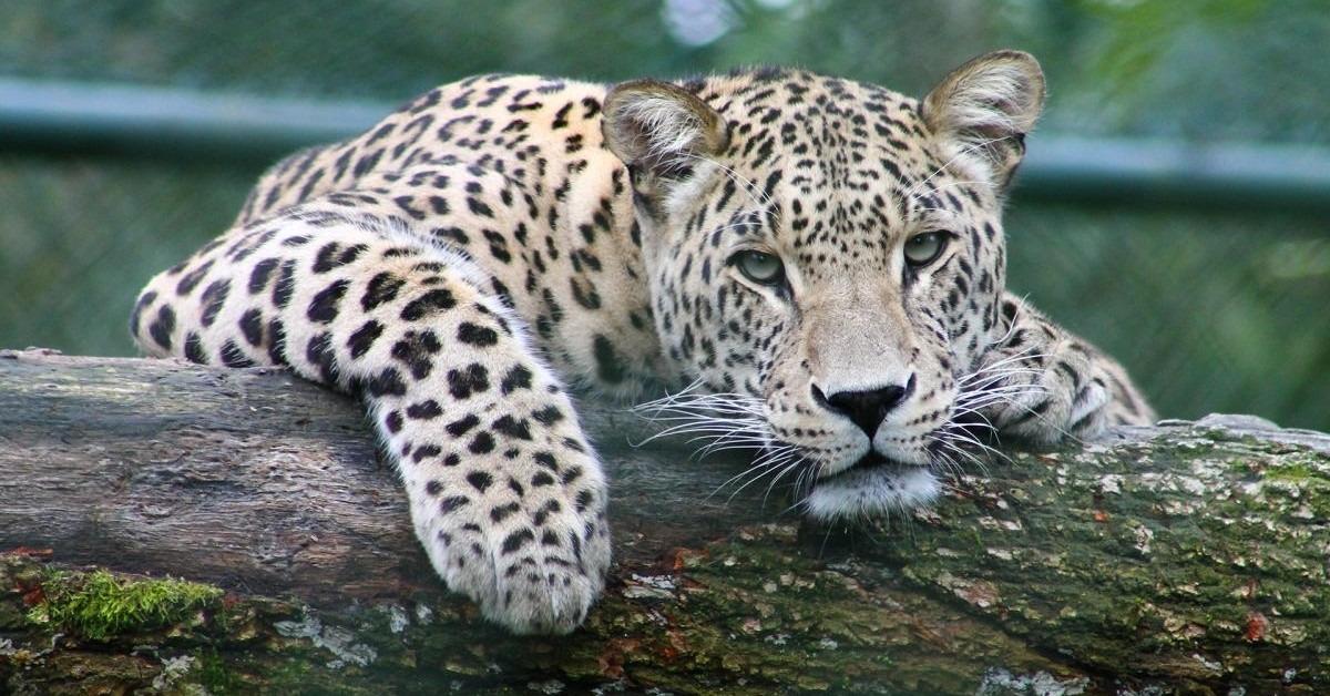 বেঙ্গালুরুর কাছে অবৈধ খননে লেপার্ড নিধনে তোলপাড়