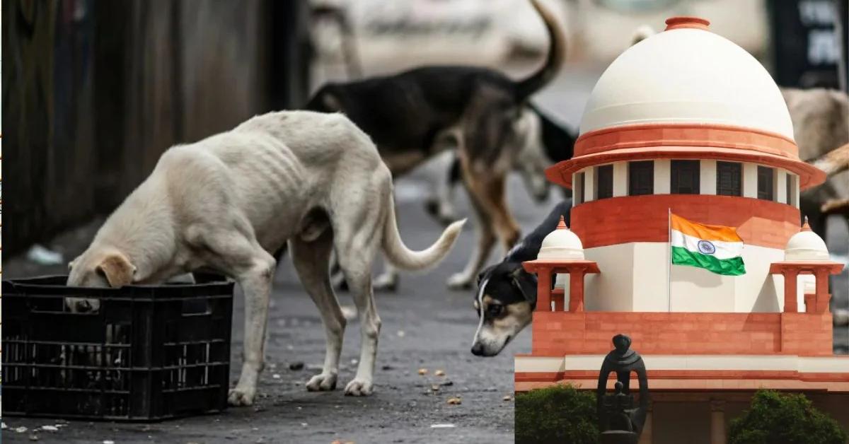 सुप्रीम कोर्ट का बड़ा आदेश! हर कुत्ते के काटने पर राज्य को भरना होगा भारी मुआवजा, फीडरों को कहा ‘उन्हें अपने घर ले जाएँ’