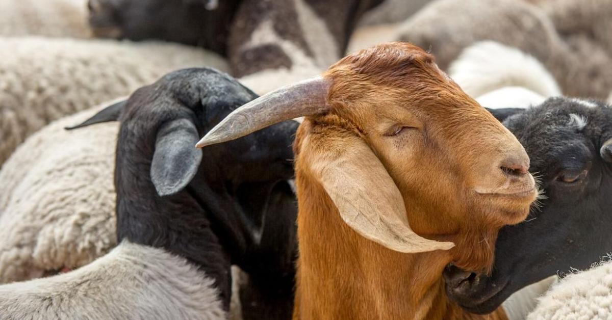 इज़राइली सैनिकों ने सीरिया के किसानों से 250 बकरियों का अपहरण किया