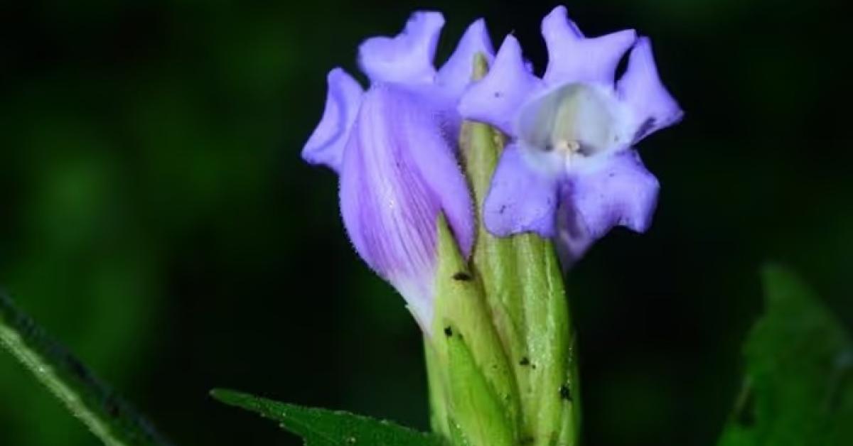  Strobilanthes riteshii 