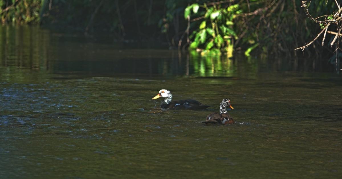 Assam’s State Bird on the Brink as White-winged Wood Duck Faces Extinction Threat