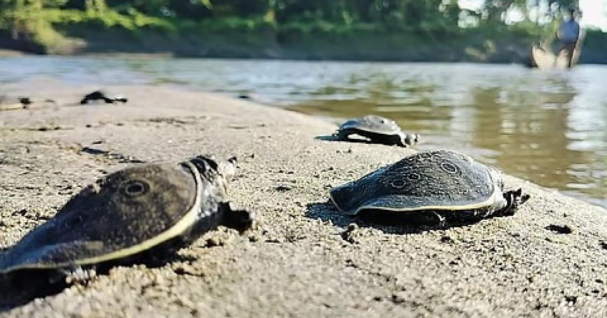 Kaziranga Survey Records 945 Freshwater Turtles Along Brahmaputra, Flags Critical Habitats