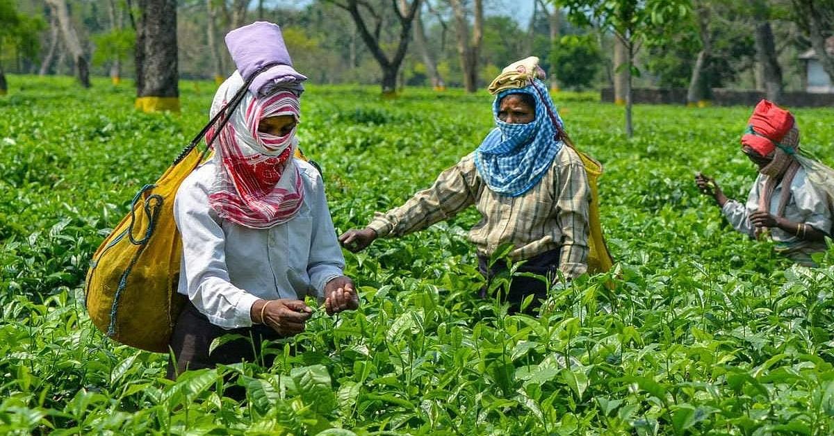 Assam CM Launches ‘Mukhya Mantrir Eti Koli Duti Paat’ Scheme for Tea Garden Workers in Tinsukia