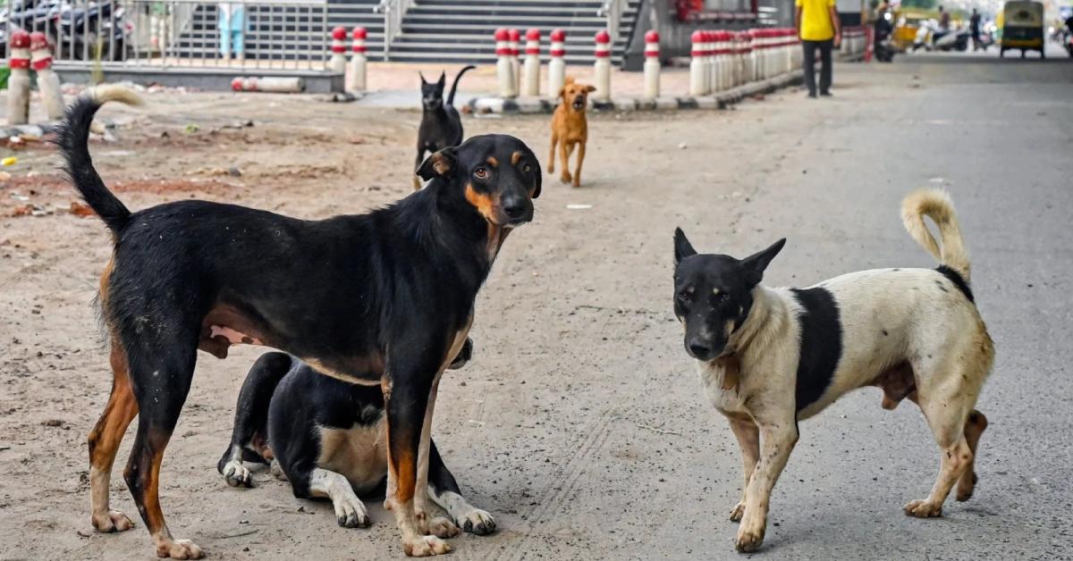 आवारा कुत्तों की कथित ह/त्या