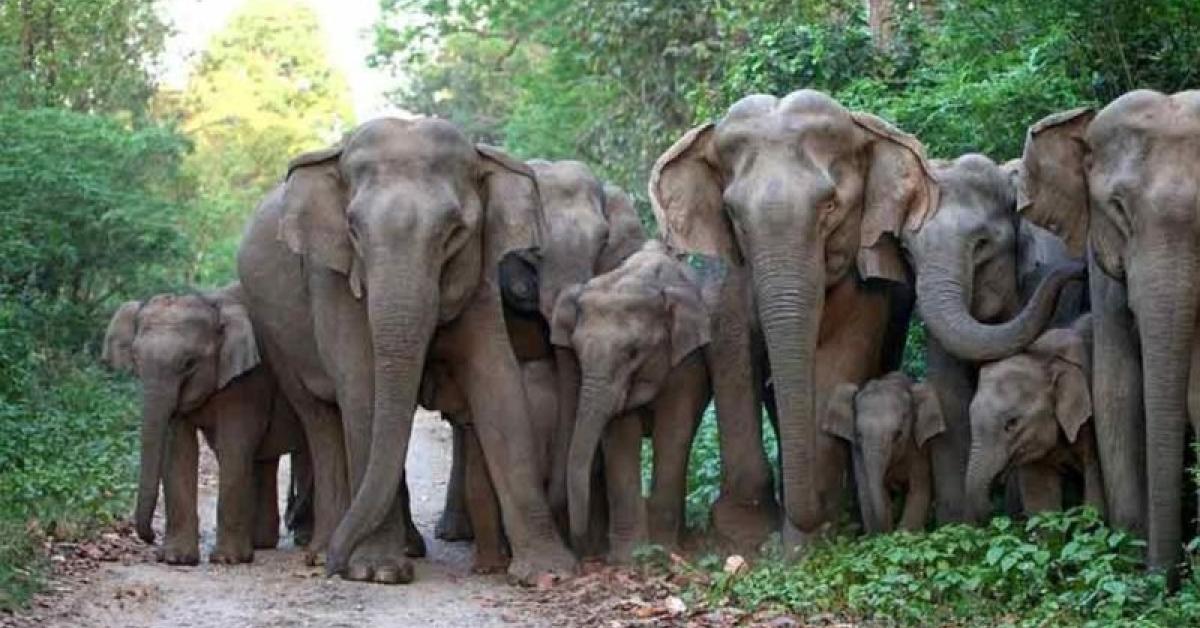 Assam: Community Initiative Marks Eight Elephant Corridors in Tinsukia to Reduce Human–Elephant Conflict