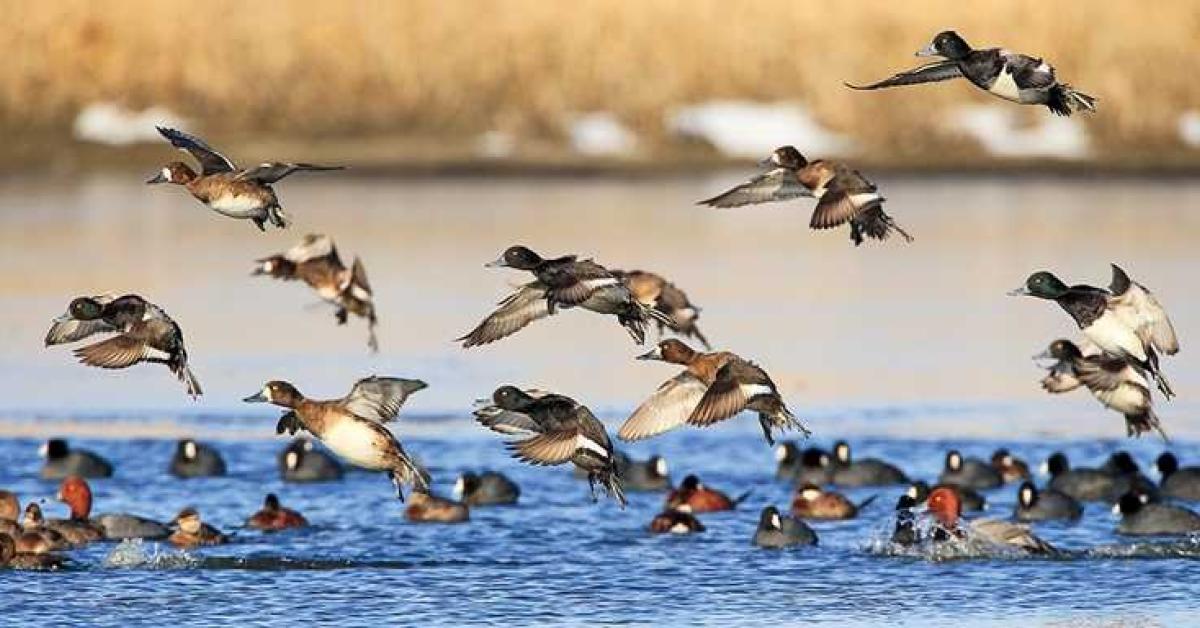 17 Held in Assam for Suspected Poisoning of Migratory Bird
