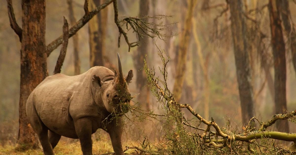 असम के पोबितोरा अभयारण्य में नर गैंडे की मौ/त, सींग सुरक्षित बरामद