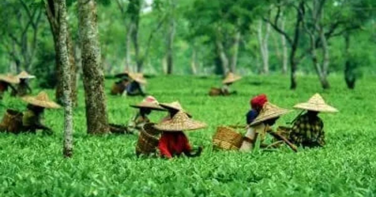 Assam announces 3% reservation in Grade I & II government jobs for tea garden, Adivasi communities