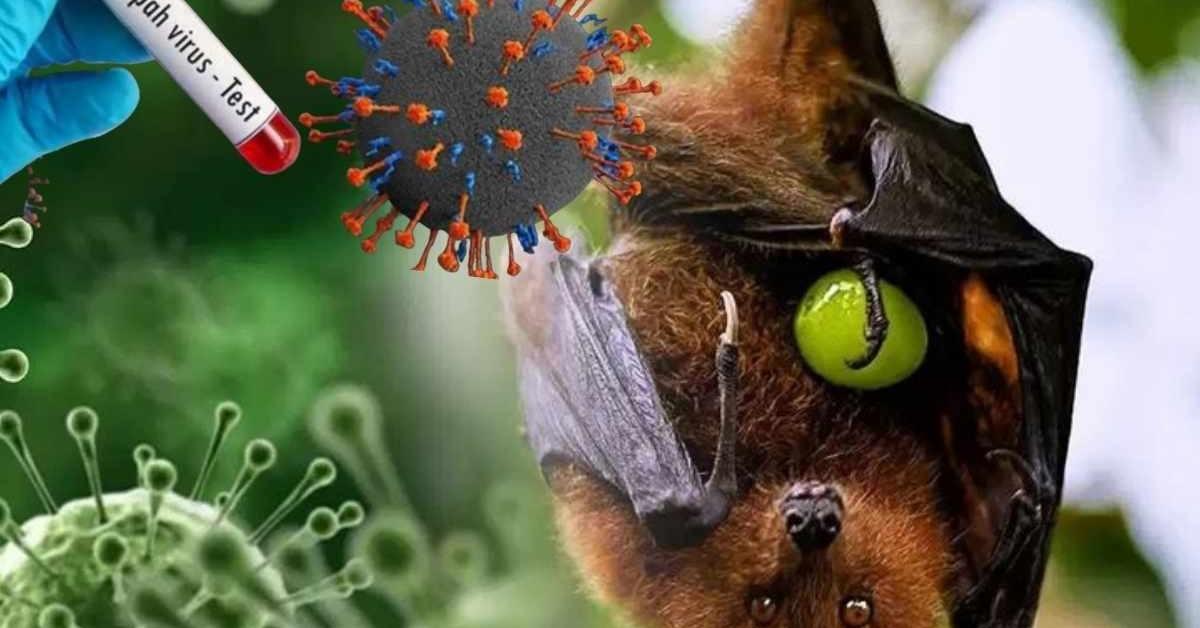 WHO प्रमुख ने भारत में निपाह वायरस के खतरे को बताया ‘बेहद गंभीर’, जताई चिंता