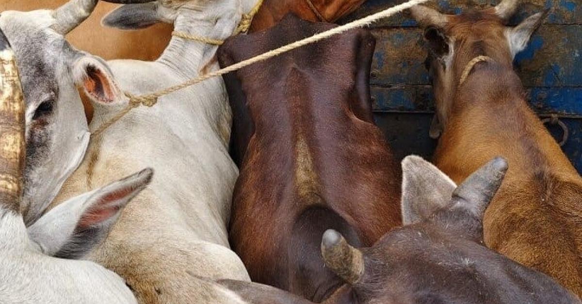 गोलकगंज में पशु तस्करी की बड़ी कोशिश नाकाम, 12 गायें बरामद; दो तस्कर गिरफ्तार