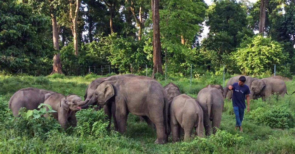 Illegal Electric Fences Kill Over 200 Elephants in Assam in 25 Year