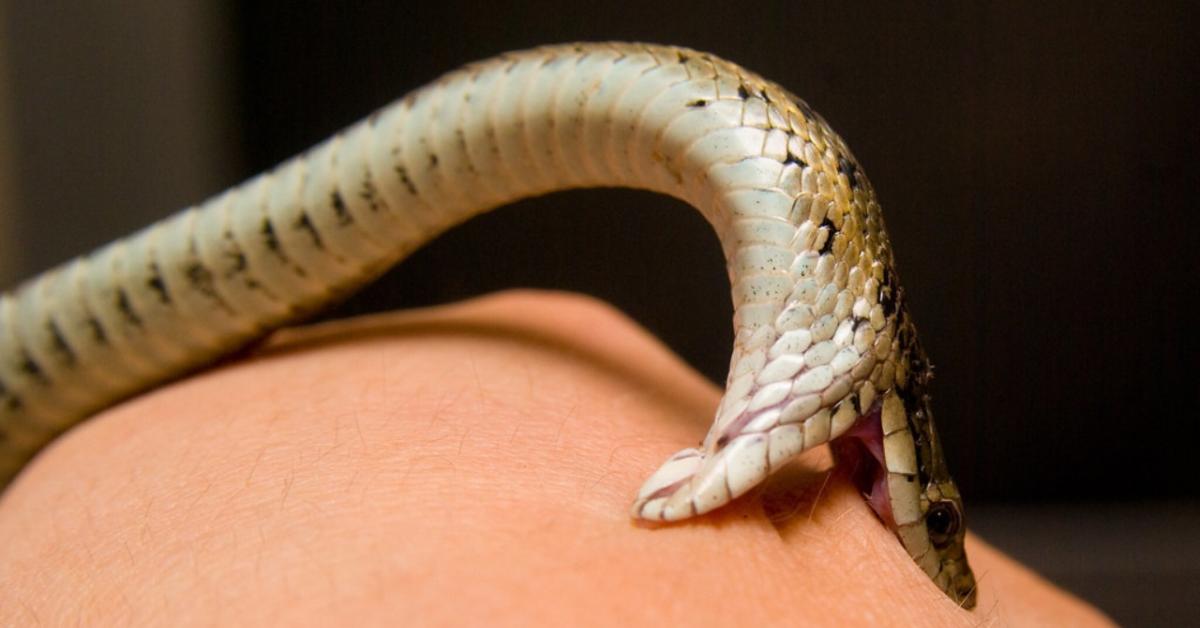 Sivasagar launches Assam’s first dedicated 24×7 snakebite helpline