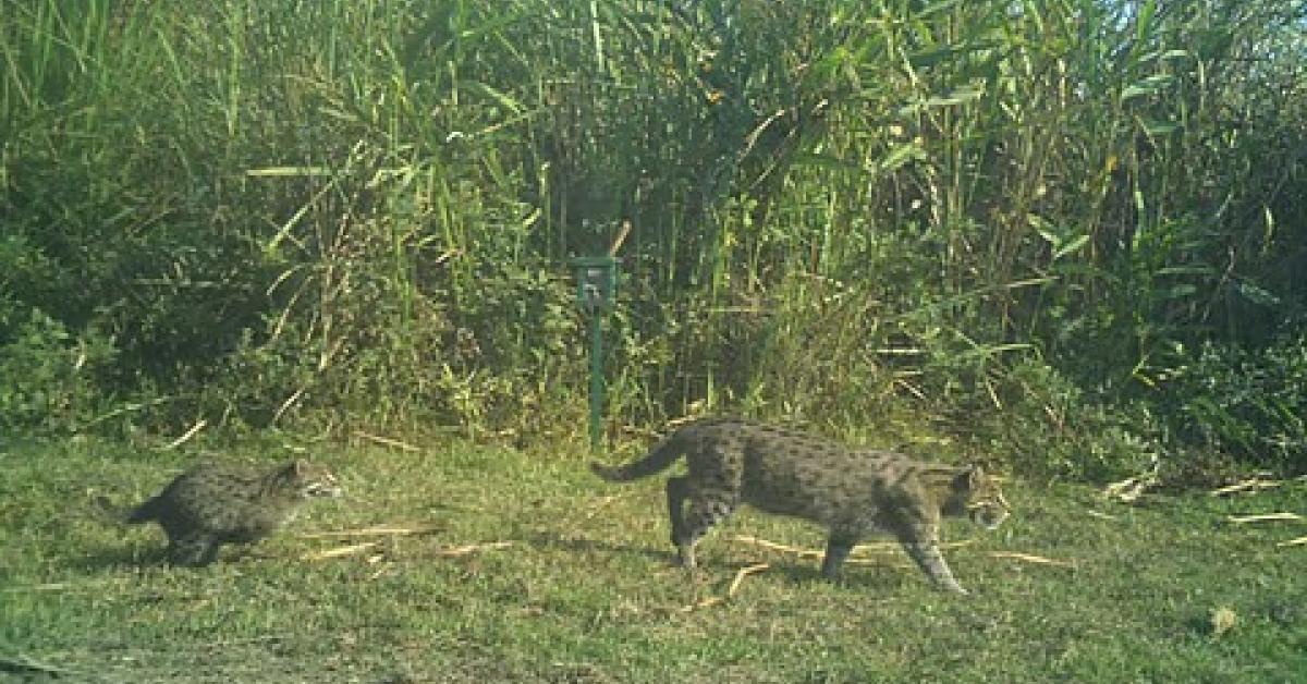 Kaziranga Emerges as Key Refuge for Fishing Cats, Study Finds Thriving Population