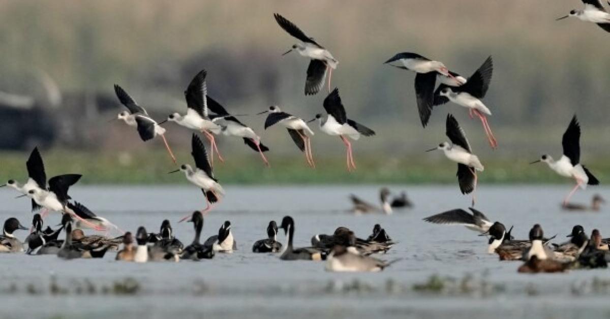 असम: काजीरंगा बन गया वैश्विक पक्षी स्थल, 100 से अधिक प्रवासी प्रजातियाँ देखी गईं