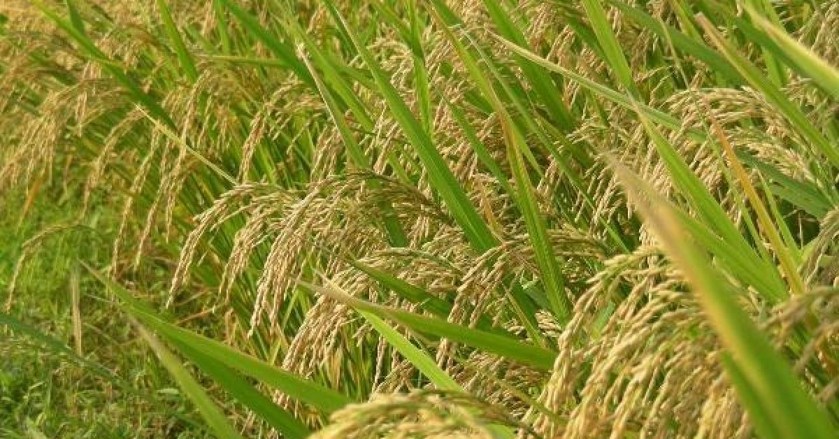 Joha Rice Prices Double in Assam Amid Demand Surge, Supply Crunch