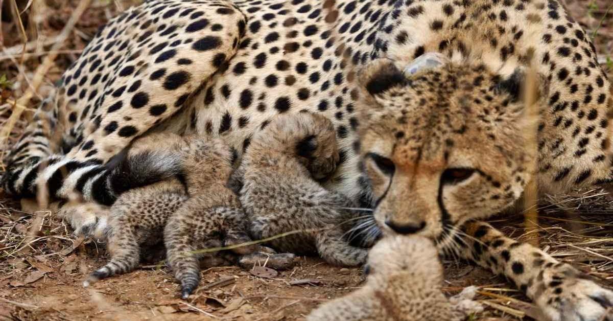 बोत्सवाना से आए 9 चीते कुनो नेशनल पार्क पहुंचे, भारत में कुल संख्या बढ़कर 48 हुई