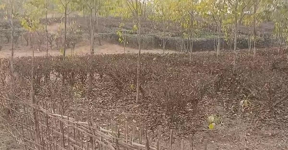 Six-Month Dry Spell Threatens Livelihoods of 2,000 Tengani Tea Growers in Golaghat