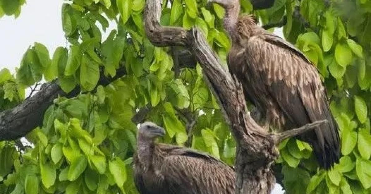 Over 700 Vultures Dead Since 2018; Experts Raise Alarm Over Carbofuran Use in Assam