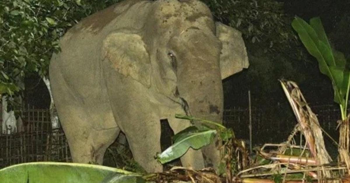 Two killed in elephant attack at tea estate in Assam’s Tinsukia