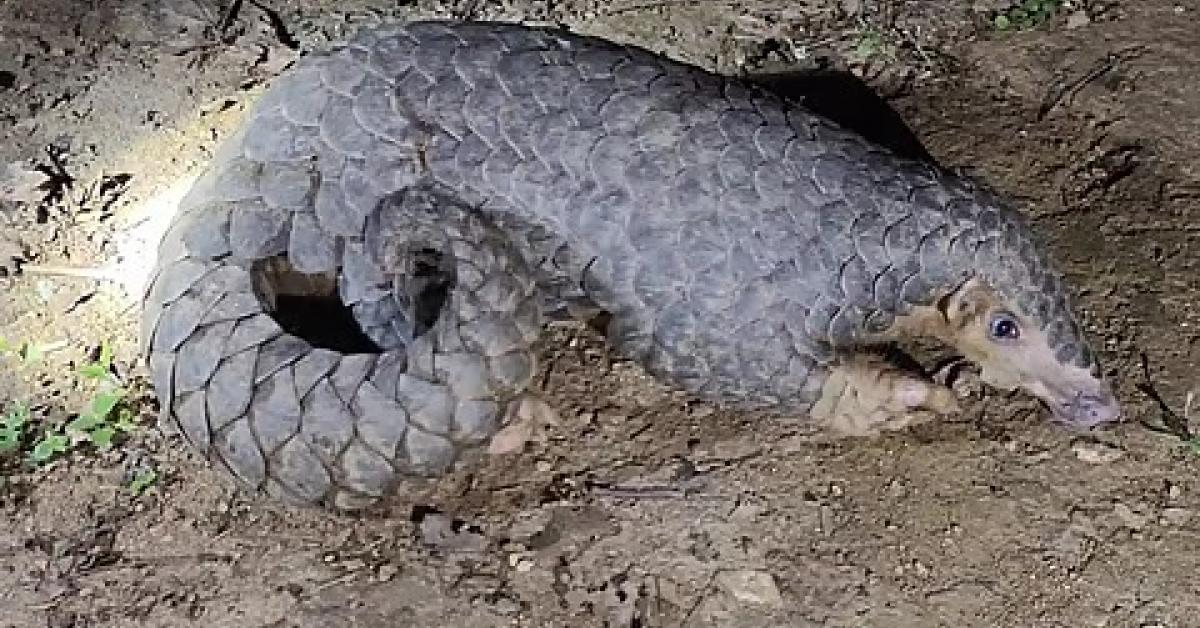 Pangolin Rescued, Two Smugglers Arrested in Wildlife Operation in Assam