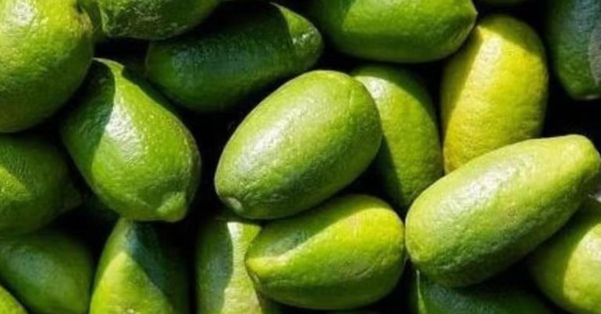 India Exports GI-Tagged Limes to UK, Boosting Global Recognition of Local Produce