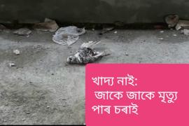 খাদ্যৰ অভাৱত মৃত্যু বহু চৰাই