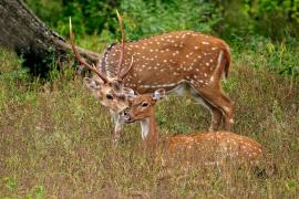  পোৱালি দুটাৰ বয়স ২০ পৰা ২৫ দিনৰ 