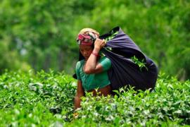 বোকাখাত চাহ বাগিছাত ৰাজ্যিক  শ্ৰম মন্ত্ৰী সঞ্জয় কিষাণ